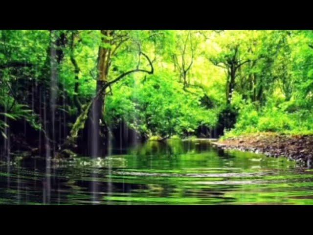 Relaxing Music • Healing Music for Study and Meditation Music for Stress Relief • Rain Sounds Music