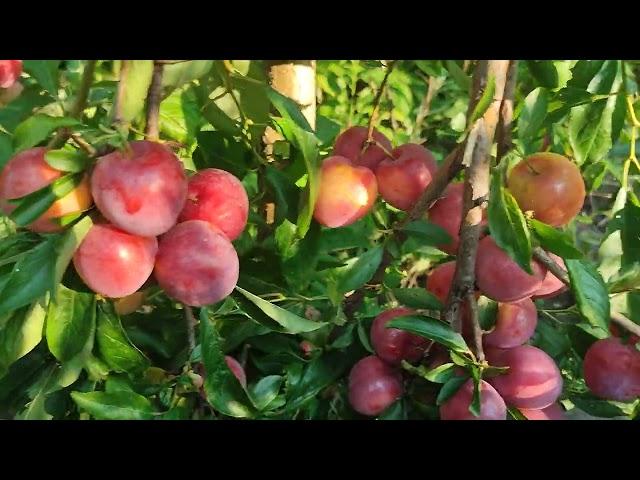 Слива диплоидная сорт Бьюти (plum Beauty), Новинка в Украине