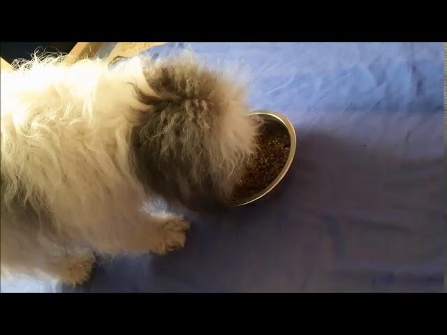 MaxiDog® Junior tasting