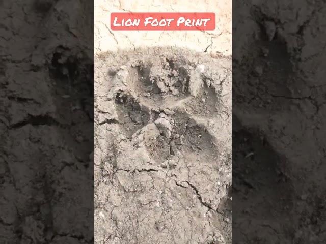 Lion Footprint | #animallover