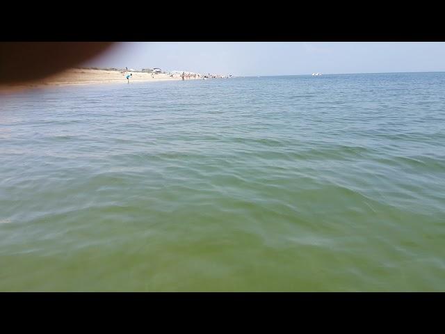 Медузы появляются в Азовском море (Счастливцево)
