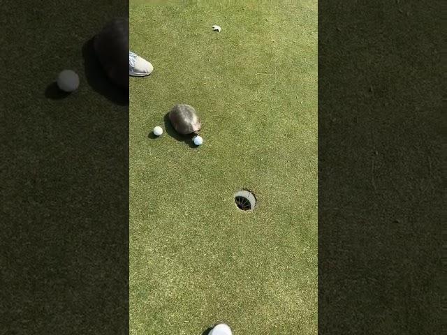 The turtle putt it in  (via @tucker.knox/TT)