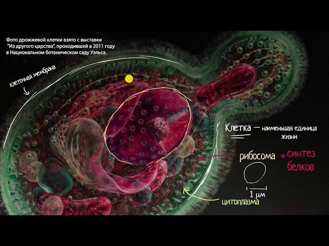 Введение в цитологию (видео 1) | Строение клетки | Биология