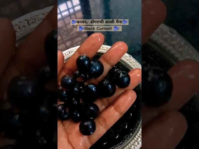 Karvand | Black Currant #shorts #shortvideo #short #youtubeshorts #blackcurrant #happinessjar