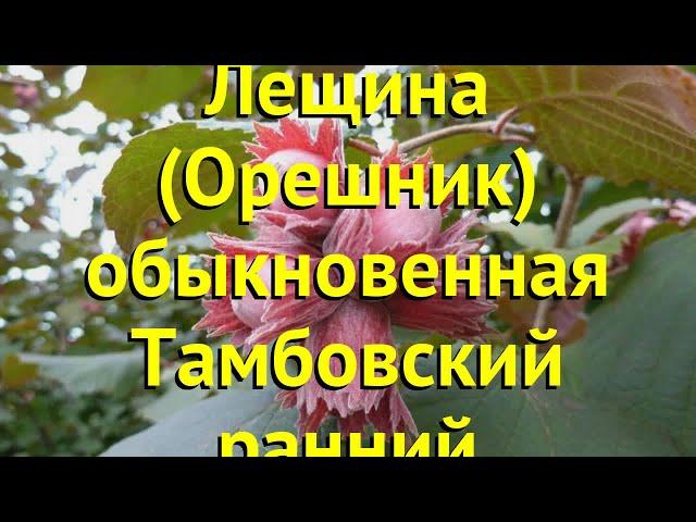 Лещина обыкновенная тамбовский ранний. Краткий обзор, описание corylus avellana Тамбовский ранний