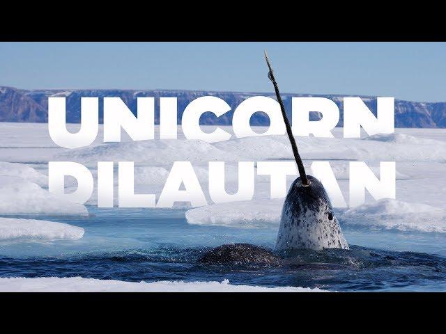 Ikan Bertanduk Narwhal, Unicorn Laut #AlamSemenit