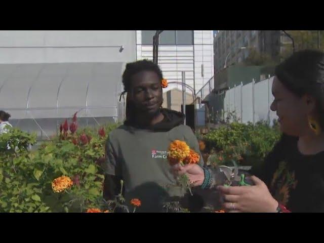 Farm on NYC college campus offers agriculture education