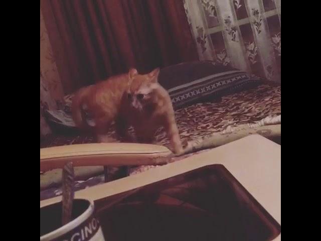 Ебанутый кот
