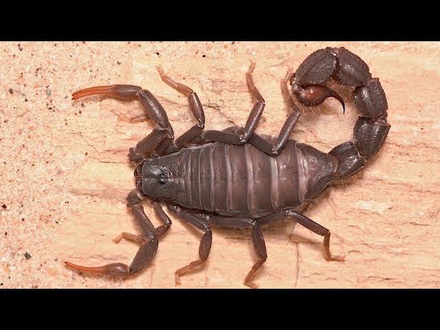 10 Most Dangerous Bugs Around The World