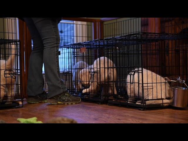 Summer Brook Acres 8 week old puppies learning meal-time manners