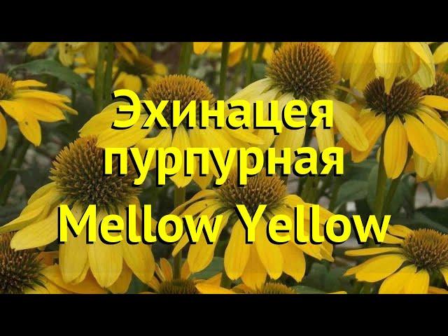 Эхинацея пурпурная Мэллоу Йеллоу. Краткий обзор, описание echinacea purpurea mellow yellow