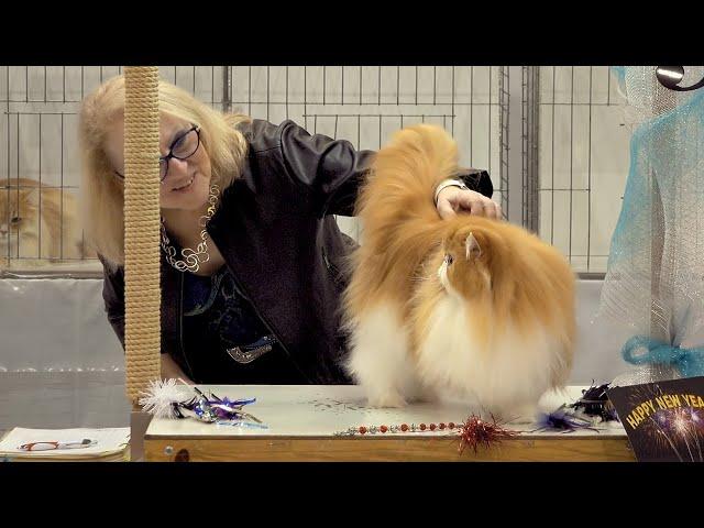 CFA International Show 2018 - Persians in alter class judging