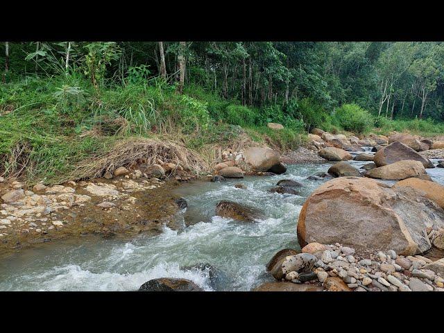 Force and Serenity Combined: Fast River Flowing Through Peaceful Nature - Rushing River Sounds