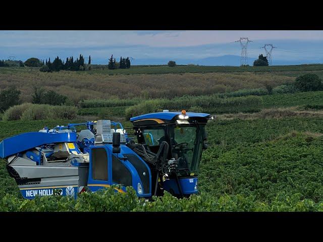 On vendange les grenaches