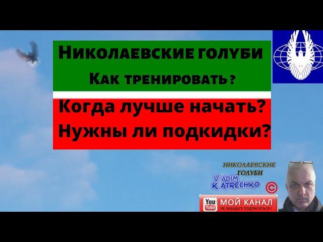 Николаевские голуби? Как тренировать ? Когда лучше начать? Нужны ли подкидки?