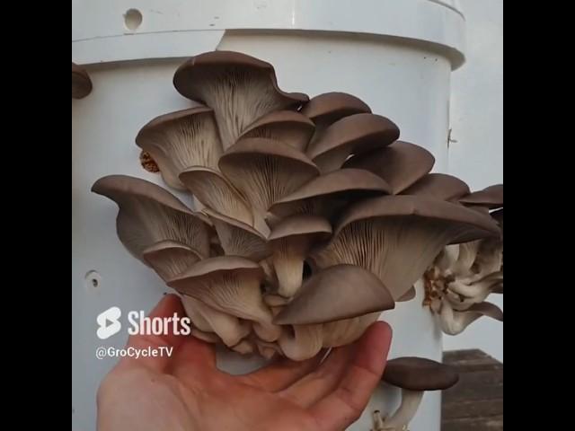Grow Mushrooms In A Bucket! (Super Easy Method) | GroCycle #shorts #growmushrooms