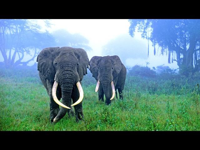 One Of The LARGEST Land Animals — African FOREST Elephant