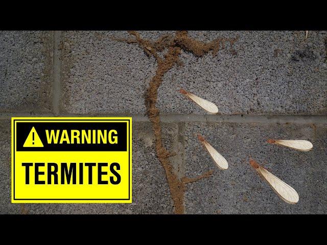 Warning Signs of Termites