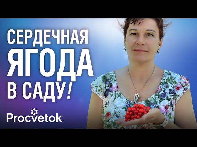 ЯГОДА №1 ДЛЯ СЕРДЦА! Готовим настойку, целебную пастилу и масло из боярышника