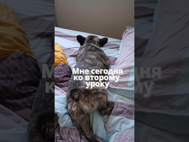 Французский бульдог не хочет вставать