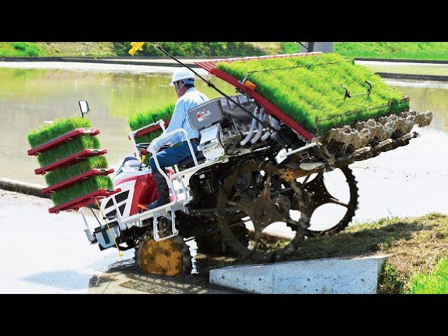 Wet Rice From Seed To Harvest Process - Amazing Modern Asia Agriculture Technology