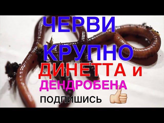 116  ЧЕРВИ КРУПНО  ДИНЕТТА И ДЕНДРОБЕНА ВЕНЕТА