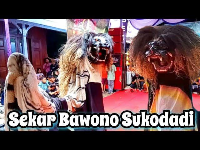 Barongan Sekar Bawono live Bulak Rowosari