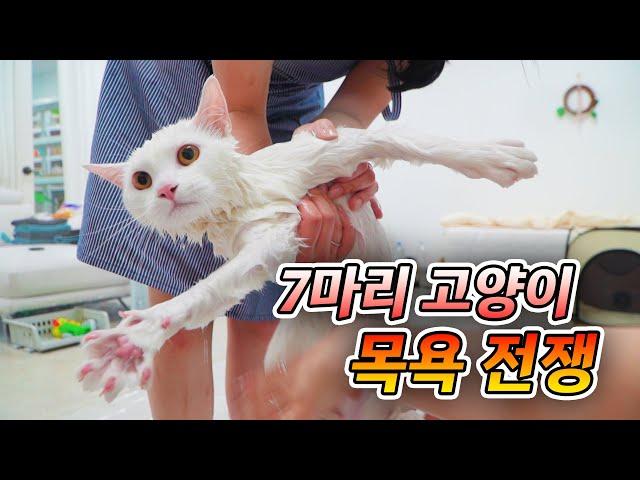 Have You Washed Seven Cats? (ENG SUB)