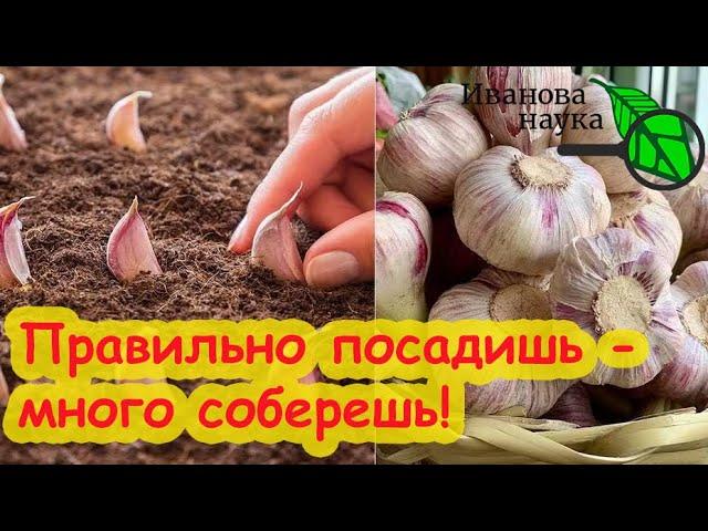 ТОЧНЫЕ СРОКИ ПОСАДКИ ЛУКА и ЧЕСНОКА ОСЕНЬЮ. С этими сроками лук не стрелкуется, а чеснок с кулак!