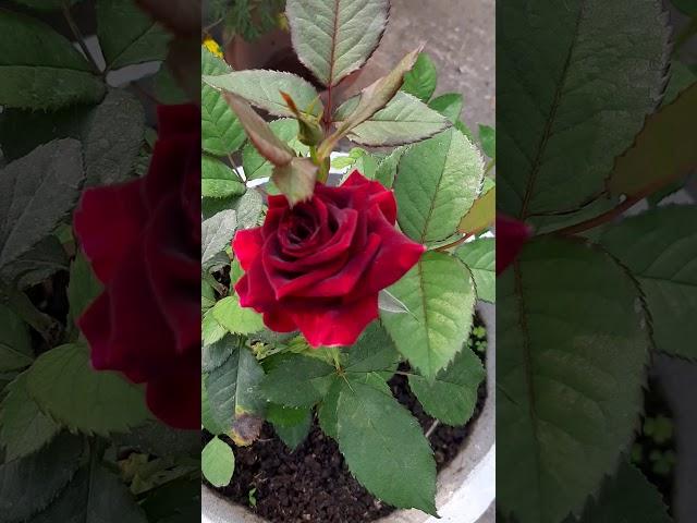 Brown Rose