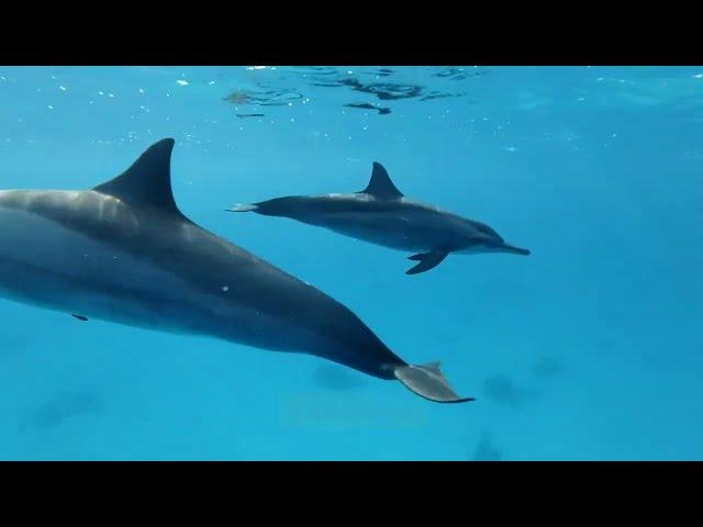 Meet the MOST MAGICAL Creature Dolphin in the Blue Ocean