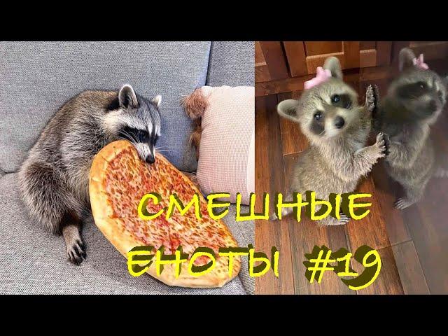 Cмешные ЕНОТЫ #19 / Приколы с ЕНОТАМИ 2021 / Funny Raccoons.