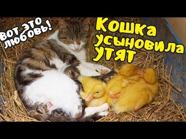 Вот это любовь! Удивительная дружба кошки и утят