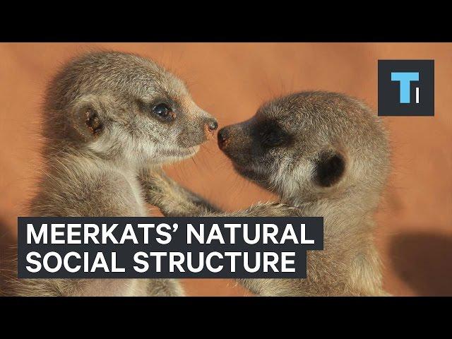 Meerkats' natural social structure