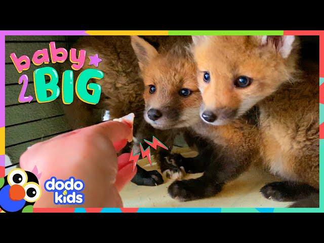 Baby Foxes Are The Cutest Little Troublemakers ️ | Dodo Kids | Baby 2 Big