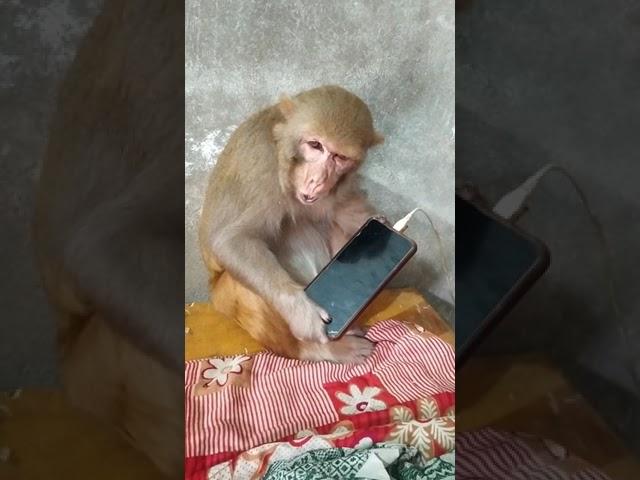 Monkey Rani Ameging Video ।। Dekh Tamasha Bandar Ka।। #Monkey#Youtubeshorts