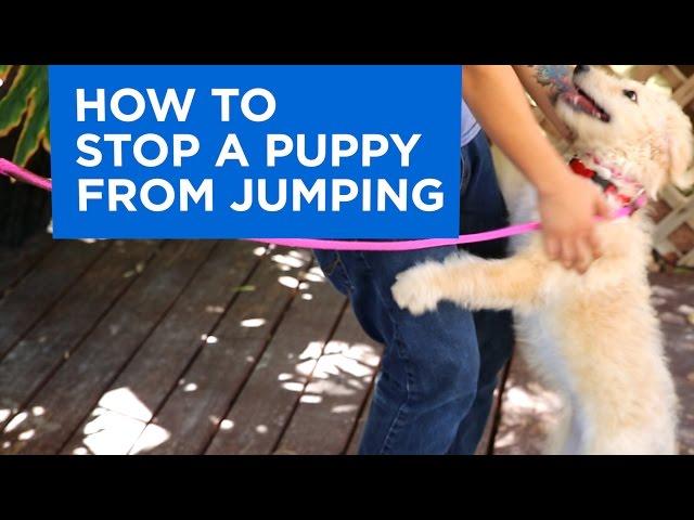 How to Train Your Puppy to Stop Jumping