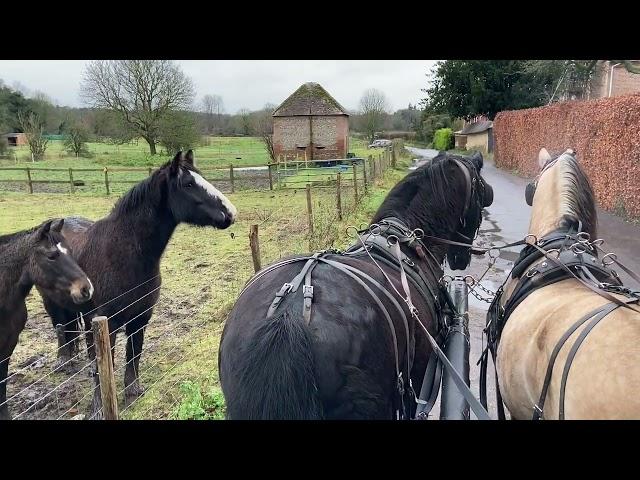 Passing Loose Mares with a Driving Stallion