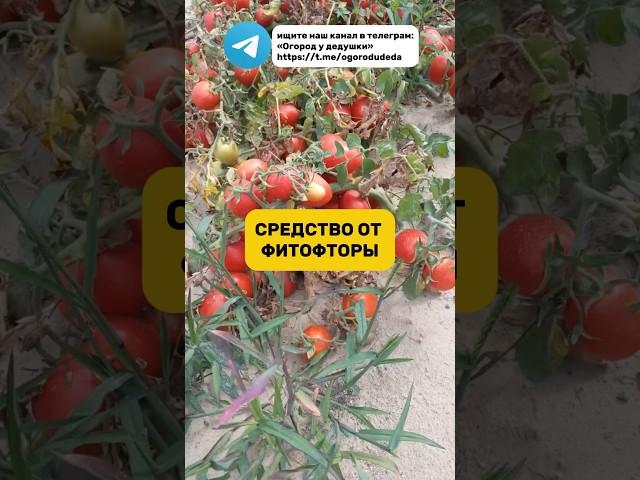 Еще один способ от фитофтора #огород #фитофтора #помидоры