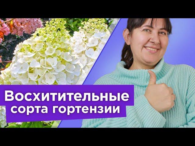 10 СОРТОВ ГОРТЕНЗИИ МЕТЕЛЬЧАТОЙ, КОТОРЫЕ ПОКОРЯТ ВАШЕ СЕРДЦЕ! Самые красивые сорта гортензии