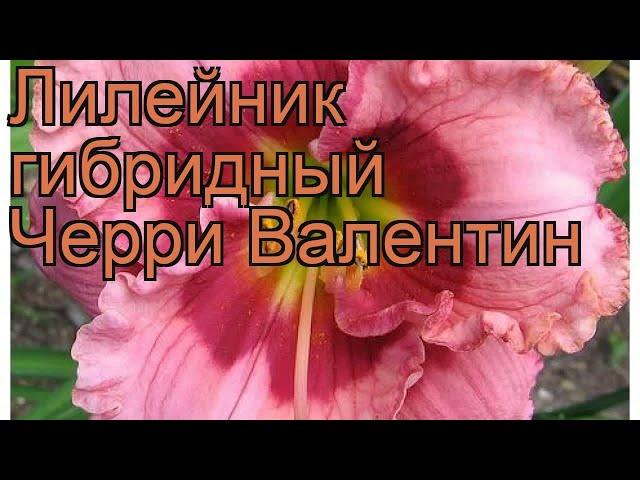 Лилейник гибридный Черри Валентин  обзор: как сажать, рассада лилейника Черри Валентин