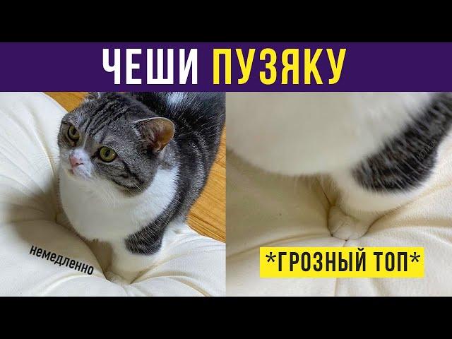 Приколы с котами. ЧЕШИ ПУЗЯКУ! | Мемозг #315