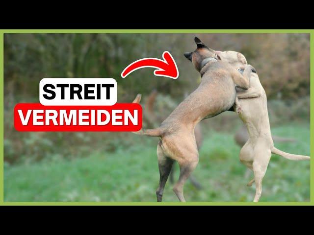 Hunde im Streit? So stärkst du ihre Kommunikation