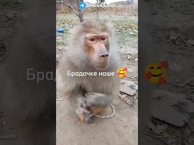 Никого не хотел оскорбить 🫶 #russia #россия #cat #top #кот #rek #а4 #brother #monkey #майнкрафт