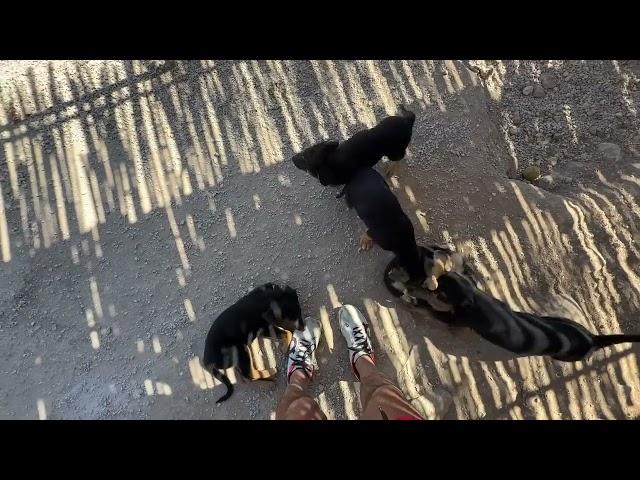 The Mother who was Chained and her 6 Puppies are in my Shelter - Takis Shelter