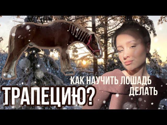 КАК научить лошадь ТРАПЕЦИИ?|| конный урок в руках 1 