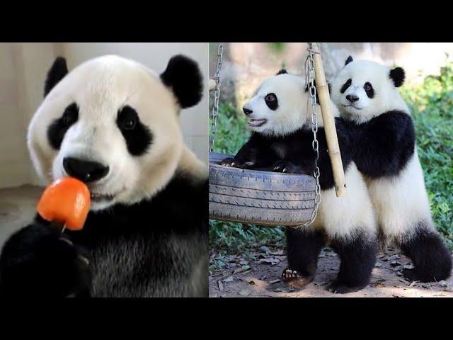  Funny And Cute Panda Compilation   Cute Panda Video [FUNNY ANIMAL VIDEO] Funny Animal Clips