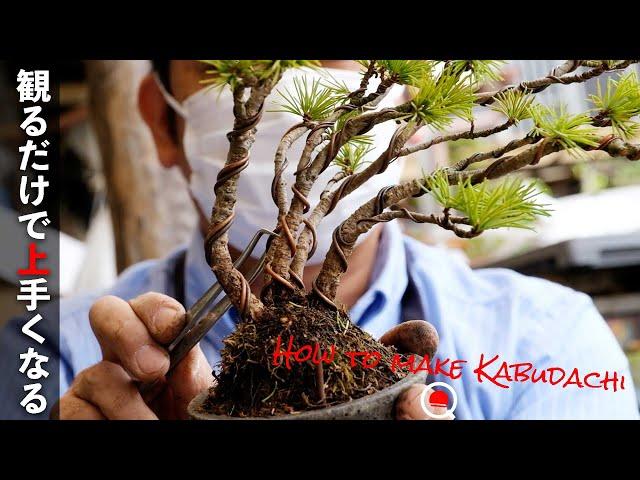 In fact, I will teach you how to make a difficult "kabudachi". [Bonsai Q]