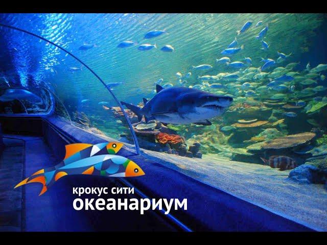 Едем в океанариум Крокус Сити / Oceanarium Crocus City Moscow