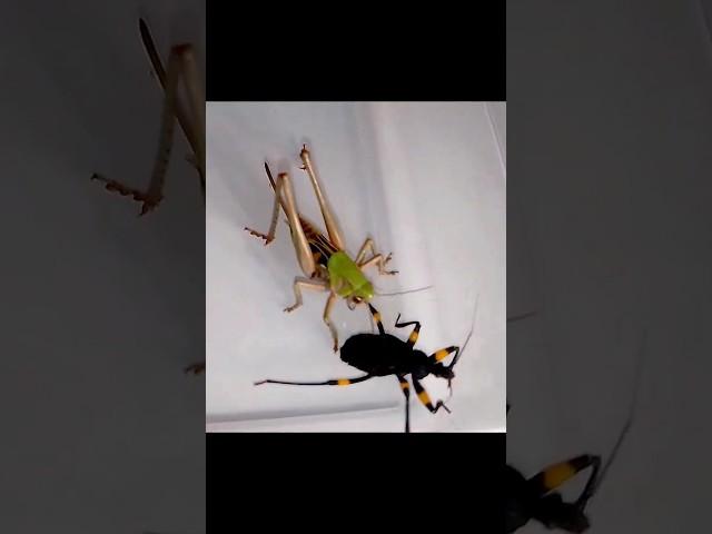 Katydid vs Assassin Bug #insects